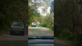 Pine Forests in Kodaikanal 🌳🚘♥️ tamil music malayalam love 🍃🍃 orumezhuthiriyude [upl. by Yrro]