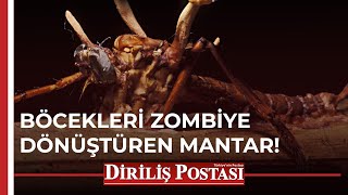 Böcekleri zombiye dönüştüren mantar [upl. by Solotsopa]