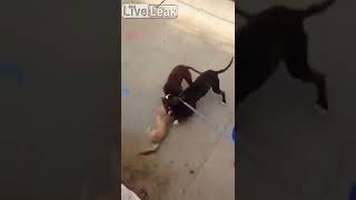 Pitbulls killing cat Warning very violent video [upl. by Ahsas]