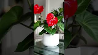 Anthurium anthuriumplantcare gardening shorts greenery growwithray [upl. by Healion]