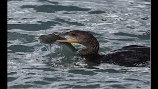 Cormorant Paralizes Catfish Before Eating [upl. by Sonni473]