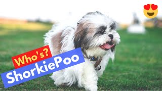 Complete Guide on Shih Tzu and Yorkshire Terrier Cross Breed ShorkiePoo [upl. by Zara]