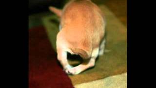 Lola  Chihuahua puppy with Grade IV Patellar Luxation presurgery [upl. by Sabir]