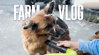 Update on Lily  German Shepherd  My Life Vlog as a Veteran with Lots of Dogs  Dog Farm Australia [upl. by Ataynik677]