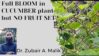 FULL BLOOM IN CUCUMBER BUT NO FRUIT SET Why Cucumber Plants Arent Bearing Fruits Despite Flowering [upl. by Eatton]