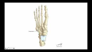 MSK  OS Peroneum [upl. by Crin]