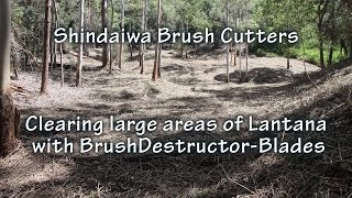 Clearing Large Areas of Lantana with Shindaiwa Brushcutters amp BrushDestructor Blades [upl. by Rudolf]