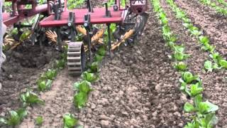 Alternative cultivators for organic vegetable production [upl. by Leandra]