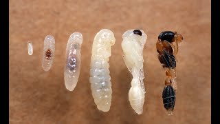 How are ants born Life cycle of an ant [upl. by Zephaniah547]