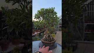 Ficus microcarpa tiger bark bonsai root over rock [upl. by Anadal]