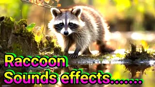 raccoon sounds to make them come to you  raccoon sounds  baby raccoon sounds [upl. by Hada95]