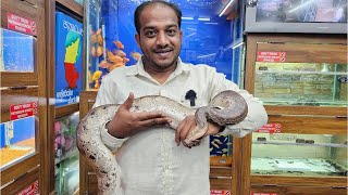 Red Tail Boa King Snake Red Blood Python at Karnataka Aquarium [upl. by Melquist]