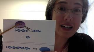 CRISPR Inhibition for FSHD explained [upl. by Eimirej356]