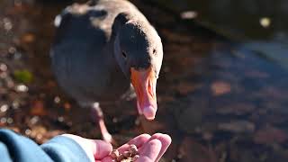 Greylag Goose Pal [upl. by Botsford]