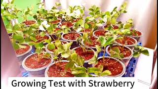 Led Grow Light for Strawberry [upl. by Retepnhoj]