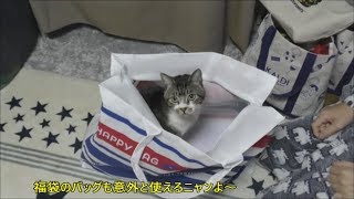 リキちゃんに犬用福袋に入っていたグッズを使ってほしい！猫と飼い主との攻防☆キュピキュピ犬が苦手？【リキちゃんねる 猫動画】Cat videos キジトラ猫との暮らし [upl. by Nnaira620]