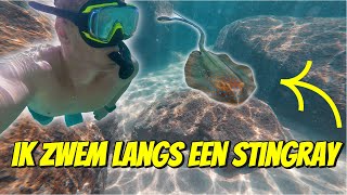 IK ZWEM LANGS EEN STINGRAY TIJDENS HET SNORKELEN IN AUSTRALIË 265 [upl. by Mullane]