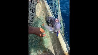 A Look at Belizes Gill Net Ban [upl. by Lajes]