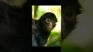 Spider monkeys rarely come down from the trees🌳shorts spidermonkey wildlife [upl. by Costa]