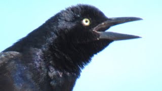 Common Grackle Call and Incredible Singing [upl. by Eissel]