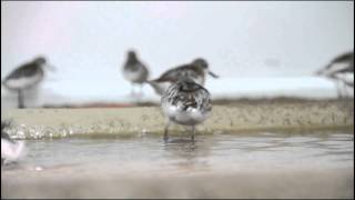 WWT Spoonbilled Sandpipers [upl. by Ocsirf]