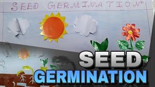 Seed germination School Project  plant life cycle model  How to do science project [upl. by Nadroj458]