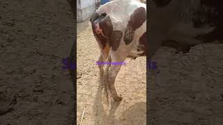 Vaginitis in a cow [upl. by Laohcin]