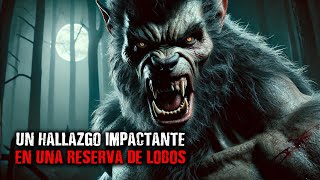 Un hallazgo impactante en una reserva de lobos No se lo va a creer [upl. by Mayfield]