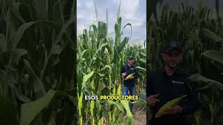 Transforma tu Cultivo de Maíz y mejora la producción de semilla o de grano Agricultura sostenible [upl. by Hesoj]