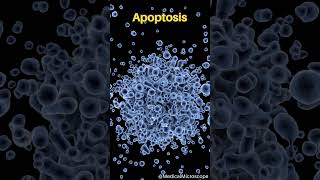 Apoptosis │ Selected medical terminology │ medicalterminology short [upl. by Amaryllis239]