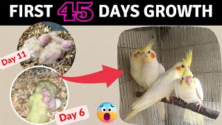 Baby Cockatiel Growth Stage Day by Day I Baby Bird’s First 45 Days [upl. by Sower]