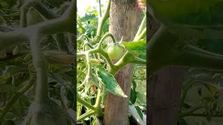 Roof Farming Tomato Plant Video shorts farming garden [upl. by Aaronson805]