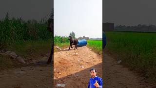 Buffalo 🐃 is pulling a water tank  short ytshort shortvideo [upl. by Hollenbeck]