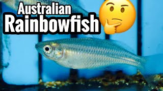 Australian Rainbowfish Care [upl. by Etnaid]