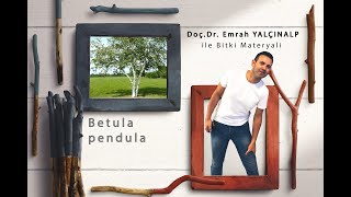 Peyzaj Mimarlığında Bitki Materyali II  Betula pendula Huş [upl. by Nell]