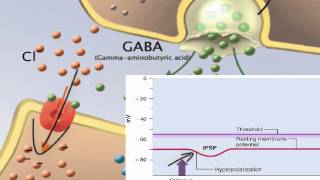 Chapter 12 EPSP IPSP and Summation [upl. by Atla744]