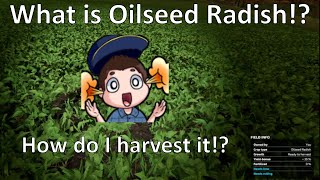 What is Oilseed Radish How do I harvest it [upl. by Oinotnaocram]