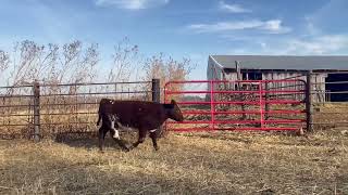 Purebred shorthorn heifer [upl. by Akin897]