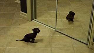 Mini Dachshund Puppy Vs Mirror [upl. by Kramlich984]