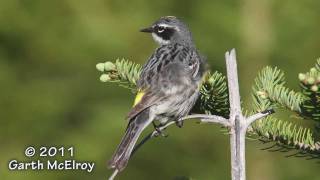 Yellowrumped Warbler [upl. by Sherilyn]