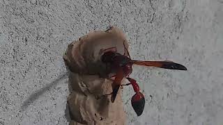 Potter wasp build a nest watch Live  towardthenature [upl. by Gilder]