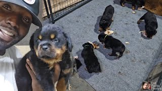 6 weeks old Rottweiler Vultures Special surprise [upl. by Behl]