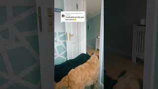 Dogs barge in on owner in the bathroom [upl. by Avla]