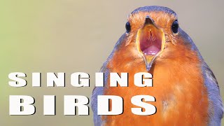 SINGING BIRDS [upl. by Adnylem]