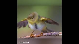 Вівчарик Ковалик  кумеднийТАНЦЮРИСТ funny DANCER Common Chiffchaff birds птах wildlife [upl. by Intruoc]