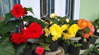 how to grow begonias  begonia plant care  begonia flower  Begonia  begonia plant [upl. by Mungam]