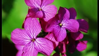 Lunaria annua [upl. by Ityak]