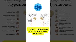 Nervous system activation Hypo and Hyperarousal  the Window of Tolerance [upl. by Llib]