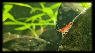 Cherry Shrimp Kuli Loach Cory Catfish Guppy Fish Eating Sinking Food Pallets [upl. by Eilasor]