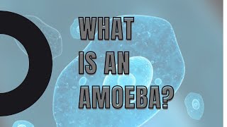 What is an Amoeba [upl. by Llacam]